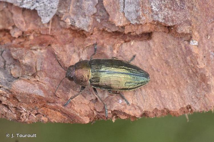 <i>Buprestis rustica rustica</i> Linnaeus, 1758 © J. Touroult