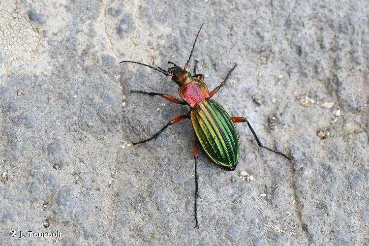 <i>Carabus auronitens auronitens</i> Fabricius, 1792 © J. Touroult