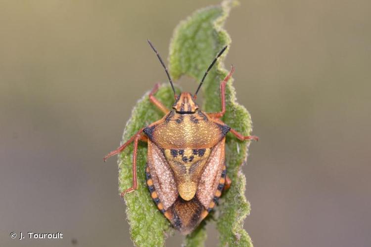 <i>Carpocoris mediterraneus atlanticus</i> Tamanini, 1958 © J. Touroult