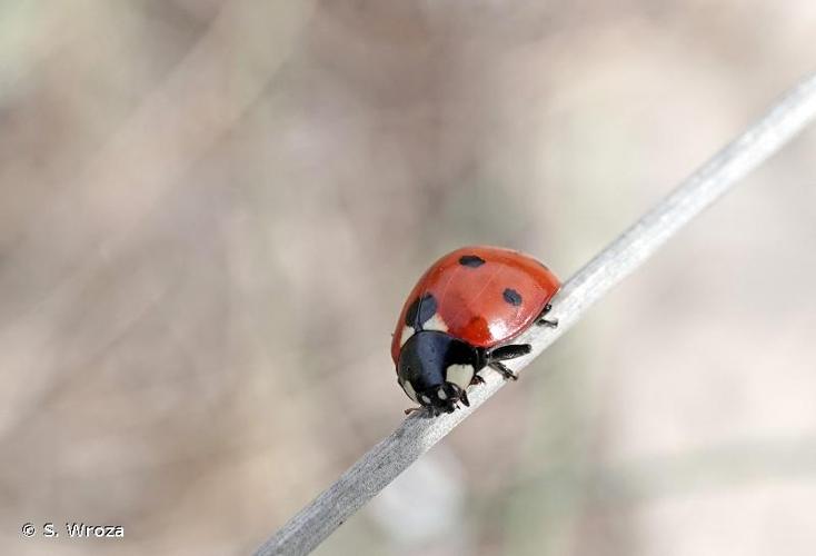 <i>Coccinella septempunctata septempunctata</i> Linnaeus, 1758 © S. Wroza