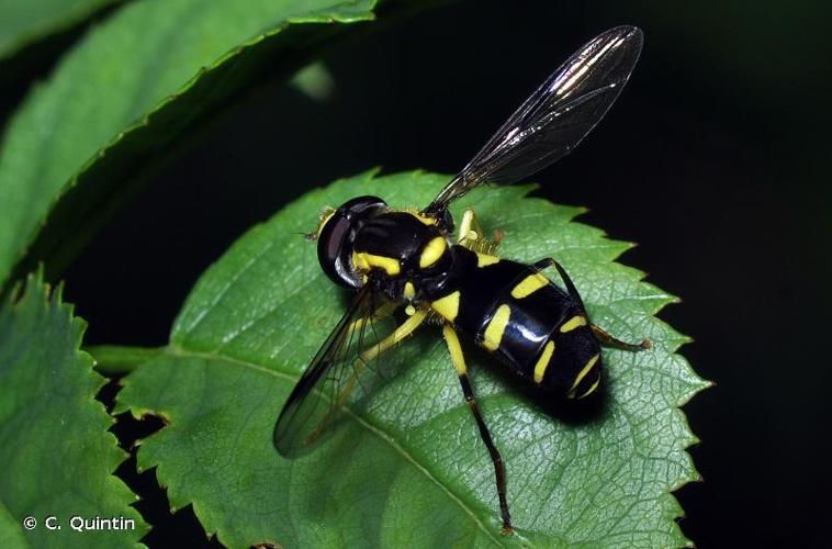 <i>Xanthogramma dives</i> (Rondani, 1857) © C. Quintin