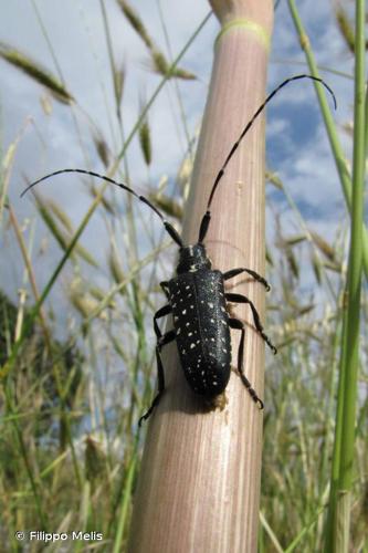 <i>Agapanthia irrorata</i> (Fabricius, 1787) © Filippo Melis