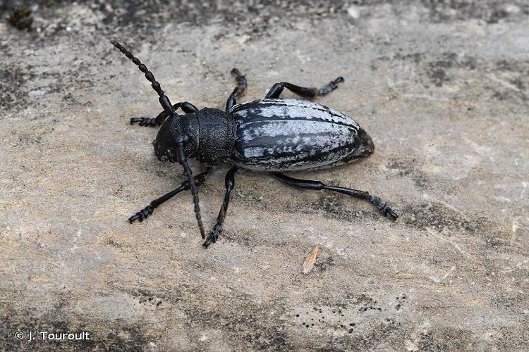 <i>Iberodorcadion fuliginator fuliginator</i> (Linnaeus, 1758) © J. Touroult