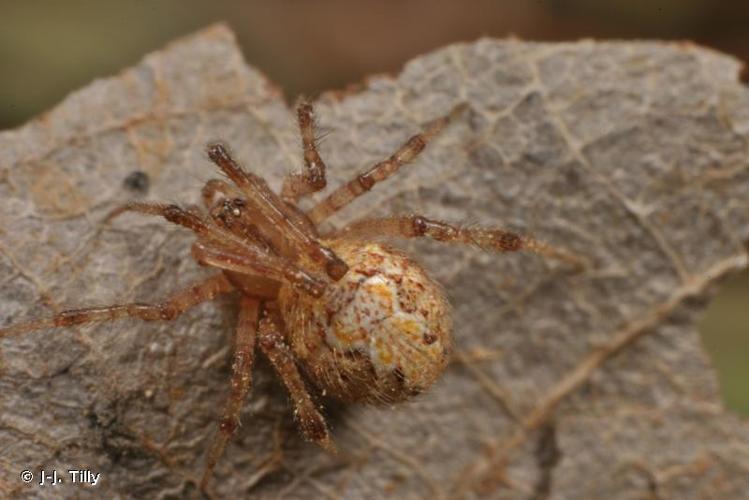 <i>Theridion uhligi</i> Martin, 1974 © J-J. Tilly