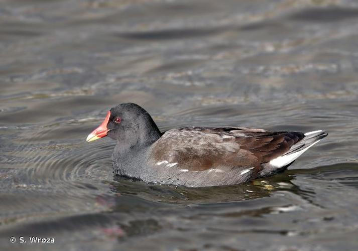 <i>Gallinula chloropus pyrrhorrhoa</i> Newton, 1861 © S. Wroza