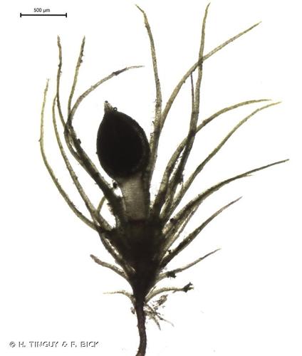 <i>Cleistocarpidium palustre</i> (Bruch & Schimp.) Ochyra & Bedn.-Ochyra, 1996 © H. TINGUY & F. BICK