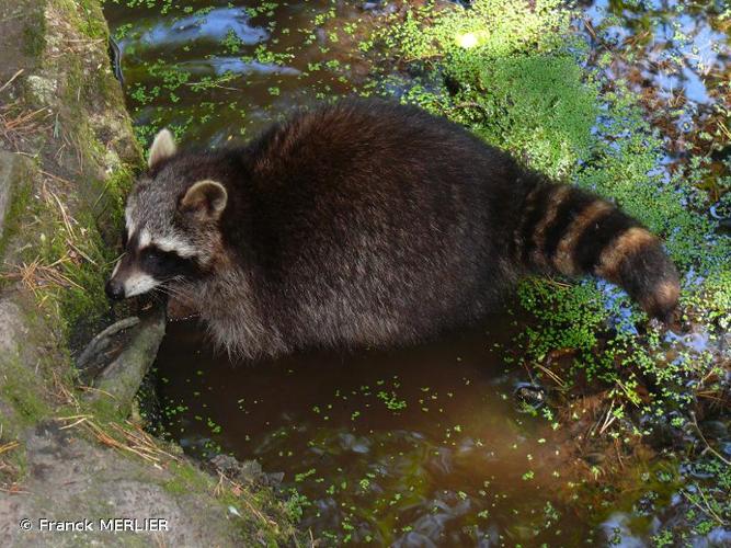 <i>Procyon lotor</i> (Linnaeus, 1758) © Franck MERLIER