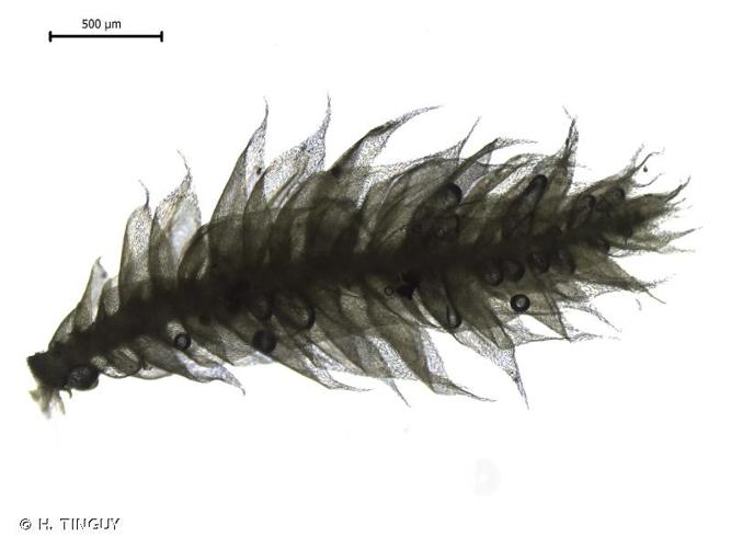 <i>Brachytheciastrum collinum</i> (Schleich. ex Müll.Hal.) Ignatov & Huttunen © H. TINGUY