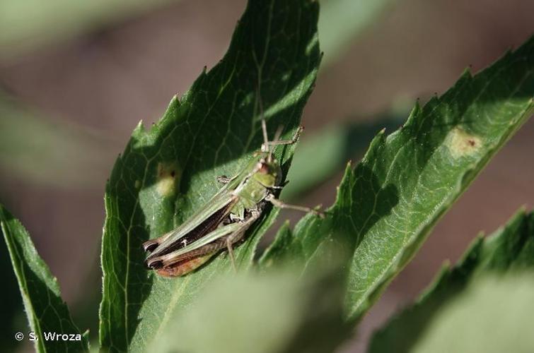 <i>Stenobothrus lineatus lineatus</i> (Panzer, 1796) © S. Wroza