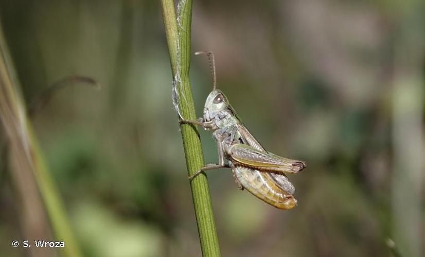 <i>Stenobothrus nigromaculatus nigromaculatus</i> (Herrich-Schäffer, 1840) © S. Wroza