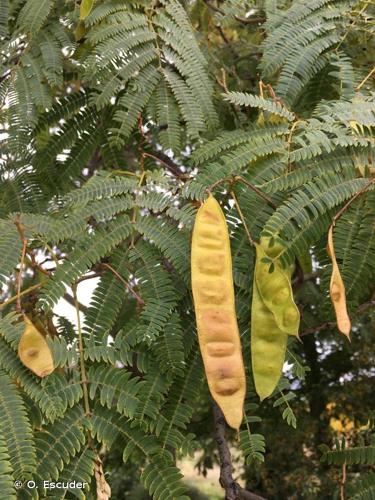 <i>Albizia julibrissin</i> Durazz., 1772 © O. Escuder