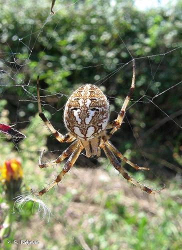 <i>Neoscona byzanthina</i> (Pavesi, 1876) © S. Déjean