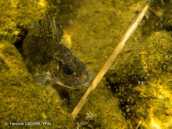 <i>Gymnocephalus cernua</i> (Linnaeus, 1758) © Yannick LEDORÉ, FFAL