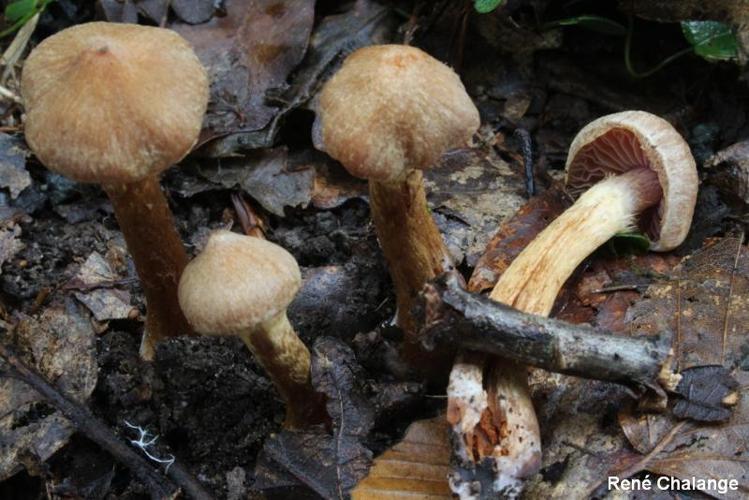 <i>Cortinarius basililaceus</i> A.Pearson ex P.D.Orton, 1984 © R. Chalange