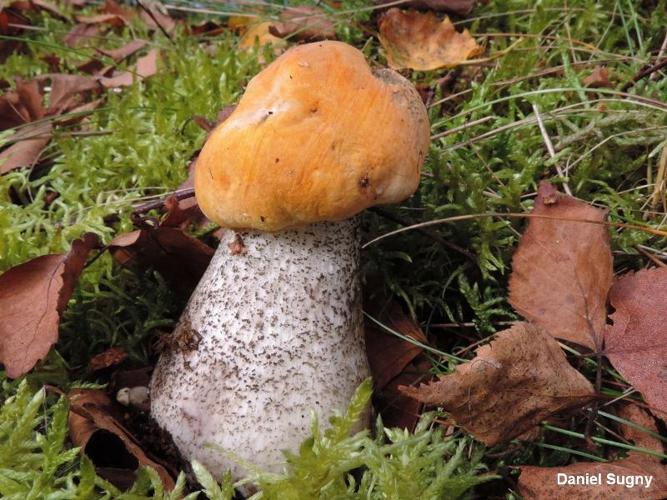 <i>Leccinum floccopus</i> (E.-J.Gilbert) Redeuilh, 1990 © D. Sugny