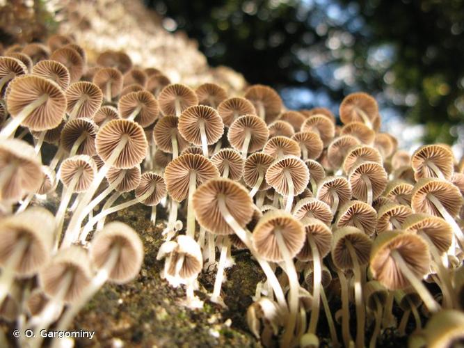 <i>Coprinellus disseminatus</i> (Pers.) J.E.Lange, 1938 © O. Gargominy