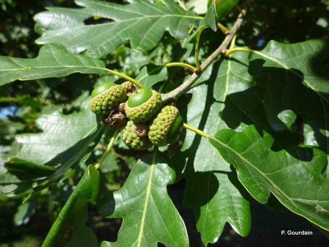<i>Quercus petraea</i> (Matt.) Liebl., 1784 © P. Gourdain