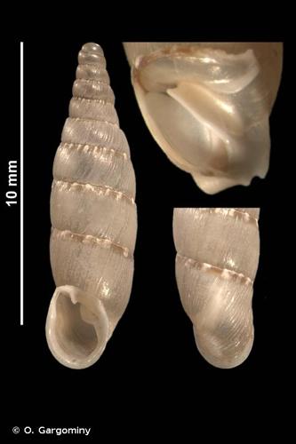 <i>Papillifera papillaris papillaris</i> (O.F. Müller, 1774) © O. Gargominy