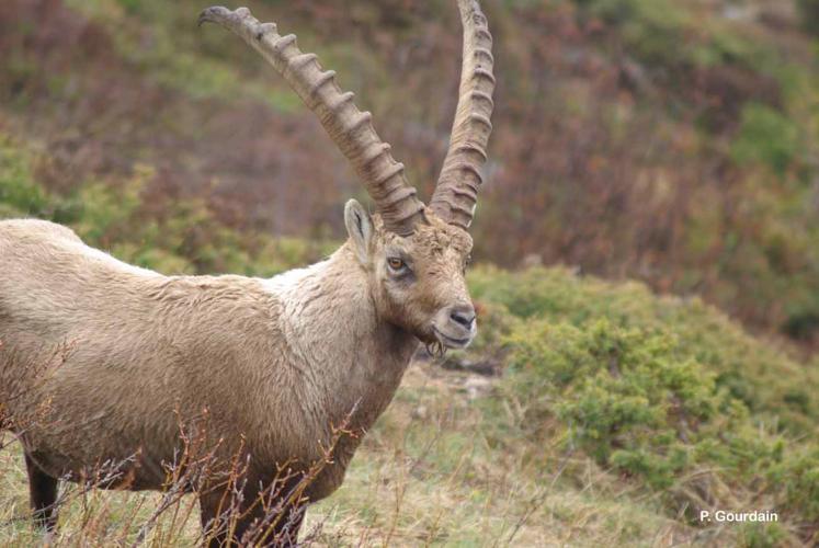 <i>Capra ibex</i> Linnaeus, 1758 © P. Gourdain