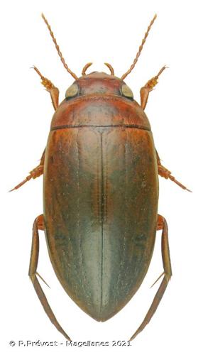 <i>Liopterus haemorrhoidalis</i> (Fabricius, 1787) © P.Prévost - Magellanes 2021