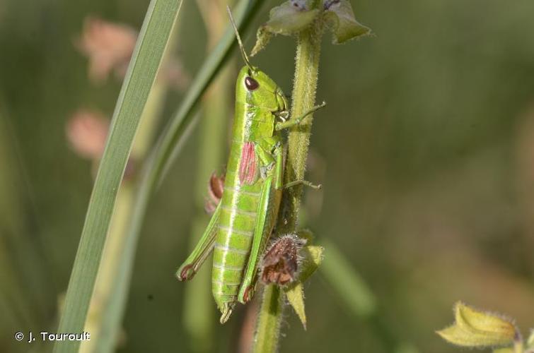 <i>Euthystira brachyptera brachyptera</i> (Ocskay, 1826) © J. Touroult