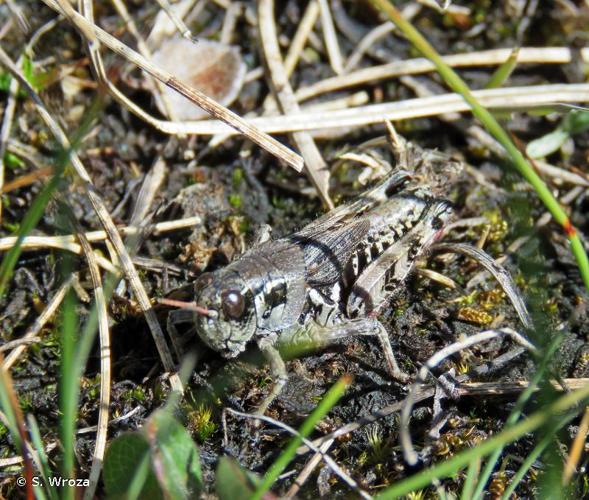 <i>Melanoplus frigidus frigidus</i> (Boheman, 1846) © S. Wroza