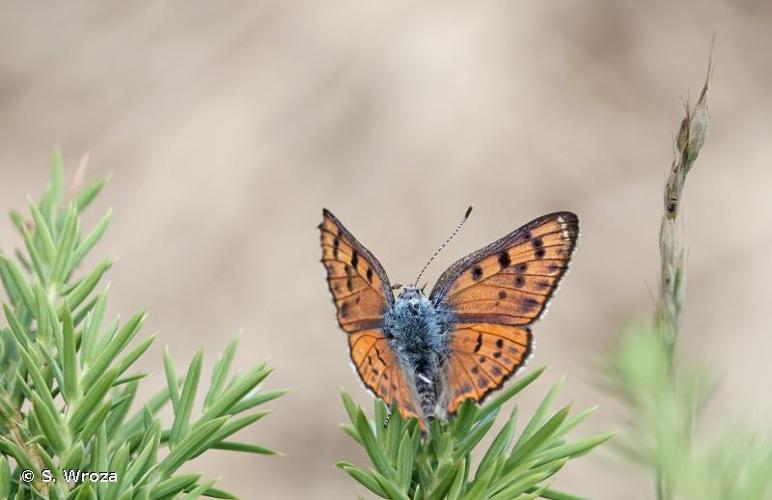 <i>Lycaena alciphron gordius</i> (Sulzer, 1776) © S. Wroza