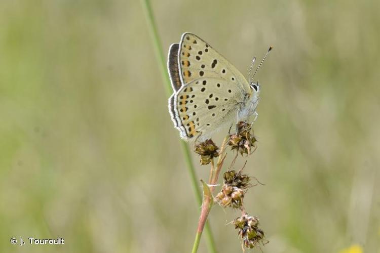 <i>Lycaena tityrus tityrus</i> (Poda, 1761) © J. Touroult