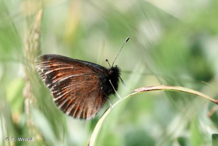 <i>Erebia sudetica belledonnae</i> Cupedo, 1996 © S. Wroza