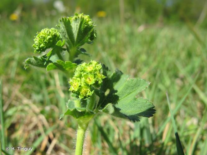 <i>Alchemilla mollis</i> (Buser) Rothm., 1934 © H. Tinguy