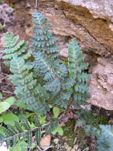 <i>Paragymnopteris marantae</i> (L.) K.H.Shing, 1994 © S. Sant/ Parc Amazonien de Guyane