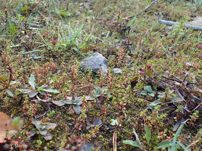 <i>Lysimachia minima</i> (L.) U.Manns & Anderb., 2009 © 