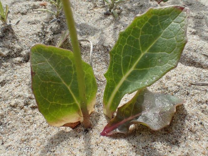 <i>Sonchus bulbosus</i> (L.) N.Kilian & Greuter, 2003 © H. TINGUY