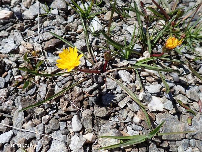 <i>Taraxacum flos-lacus</i> Štěpánek & Kirschner, 2001 © H. TINGUY