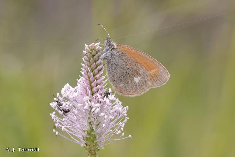 <i>Coenonympha glycerion bertolis</i> (Prunner, 1798) © J. Touroult