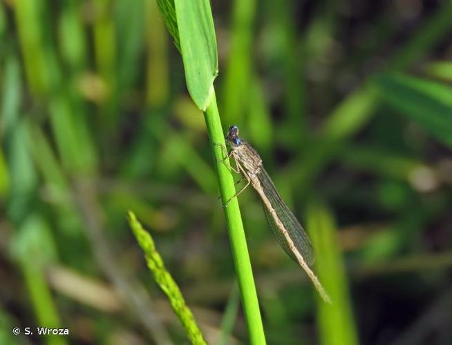 <i>Sympecma paedisca</i> (Brauer, 1877) © S. Wroza