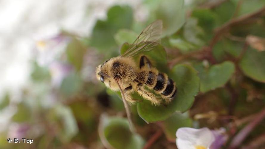 <i>Dasypoda hirtipes</i> (Fabricius, 1793) © D. Top