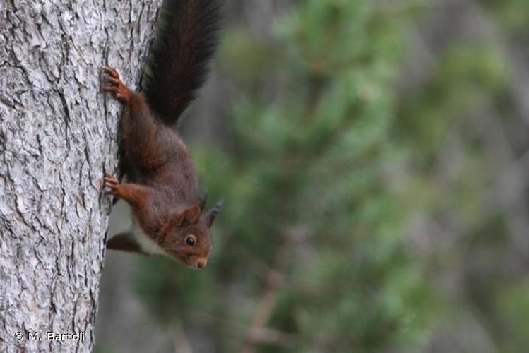 <i>Sciurus vulgaris</i> Linnaeus, 1758 © M. Bartoli