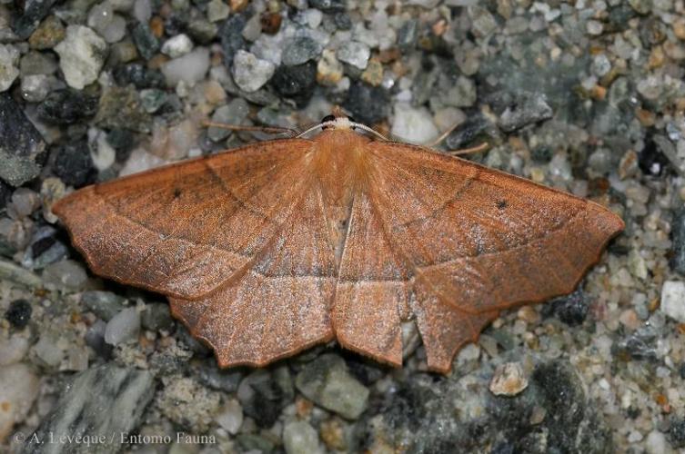 <i>Gerinia honoraria</i> (Denis & Schiffermüller, 1775) © A. LEVEQUE (Entomo Fauna)