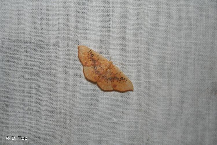 <i>Cyclophora lennigiaria</i> (Fuchs, 1883) © D. Top