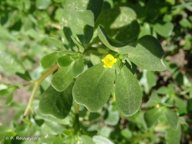 <i>Portulaca trituberculata</i> Danin, Domina & Raimondo, 2008 © P. Rouveyrol