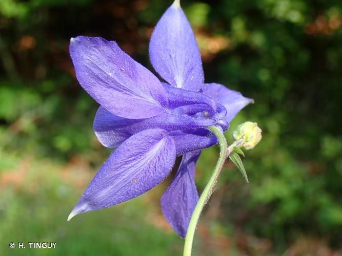 <i>Aquilegia vulgaris </i>subsp.<i> subalpina</i> (Boreau) B.Bock, 2012 © H. TINGUY