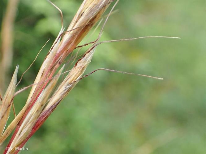 <i>Helictochloa pratensis </i>(L.) Romero Zarco, 2011 subsp.<i> pratensis</i> © 