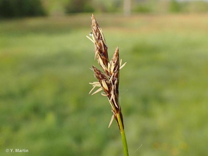 <i>Carex leporina </i>L., 1753 var.<i> leporina</i> © 