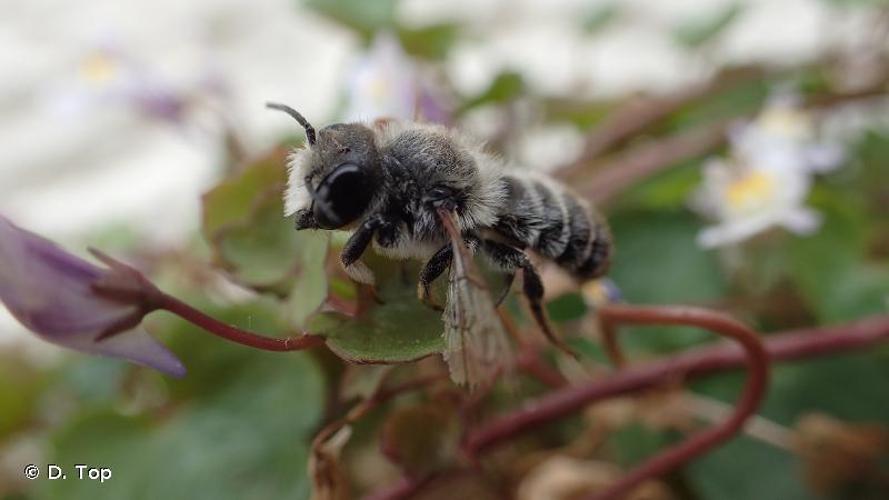 <i>Megachile ericetorum</i> Lepeletier, 1841 © D. Top