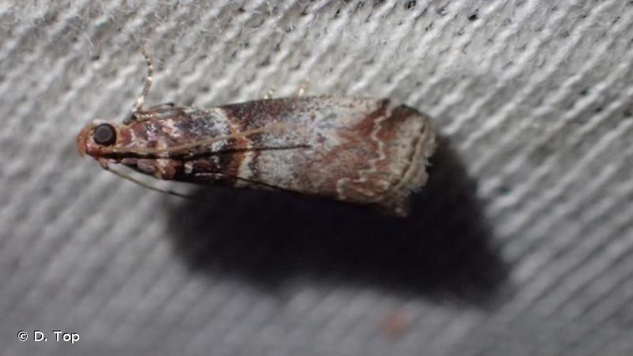 <i>Acrobasis advenella</i> (Zincken, 1818) © D. Top