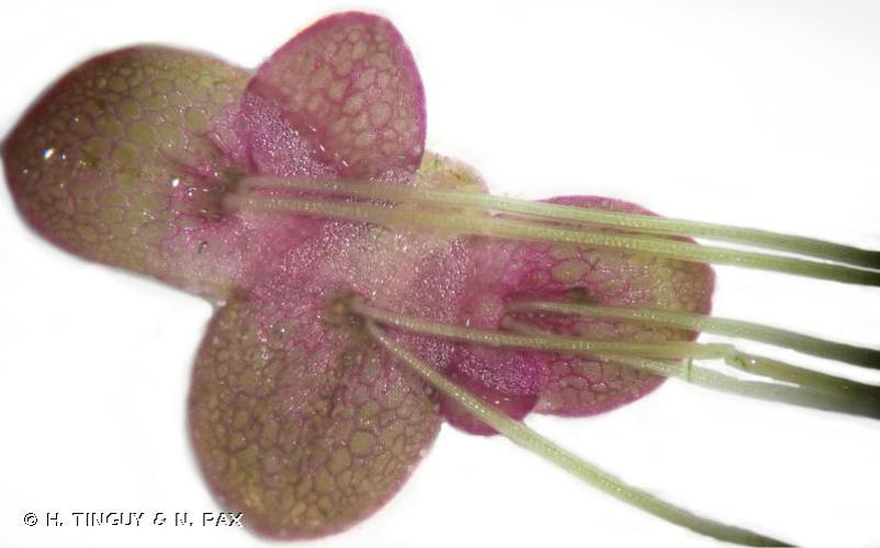 <i>Landoltia punctata</i> (G.Mey.) Les & D.J.Crawford, 1999 © H. TINGUY & N. PAX