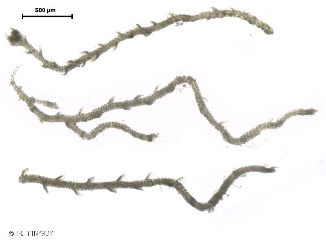 <i>Fuscocephaloziopsis leucantha</i> (Spruce) Váňa & L.Söderstr., 2013 © H. TINGUY