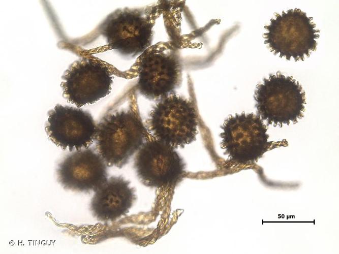 <i>Fossombronia caespitiformis </i>(Raddi) De Not. ex Rabenh., 1860 subsp.<i> caespitiformis</i> © H. TINGUY