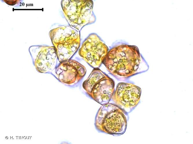 <i>Sphenolobus minutus</i> (Schreb. ex D.Crantz) Berggr., 1898 © H. TINGUY